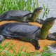 Illustrated depiction of the Yangtze giant softshell turtle. Image: Stanford.edu/Tell Hicks